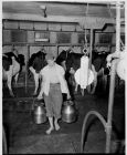 Dairy farming 